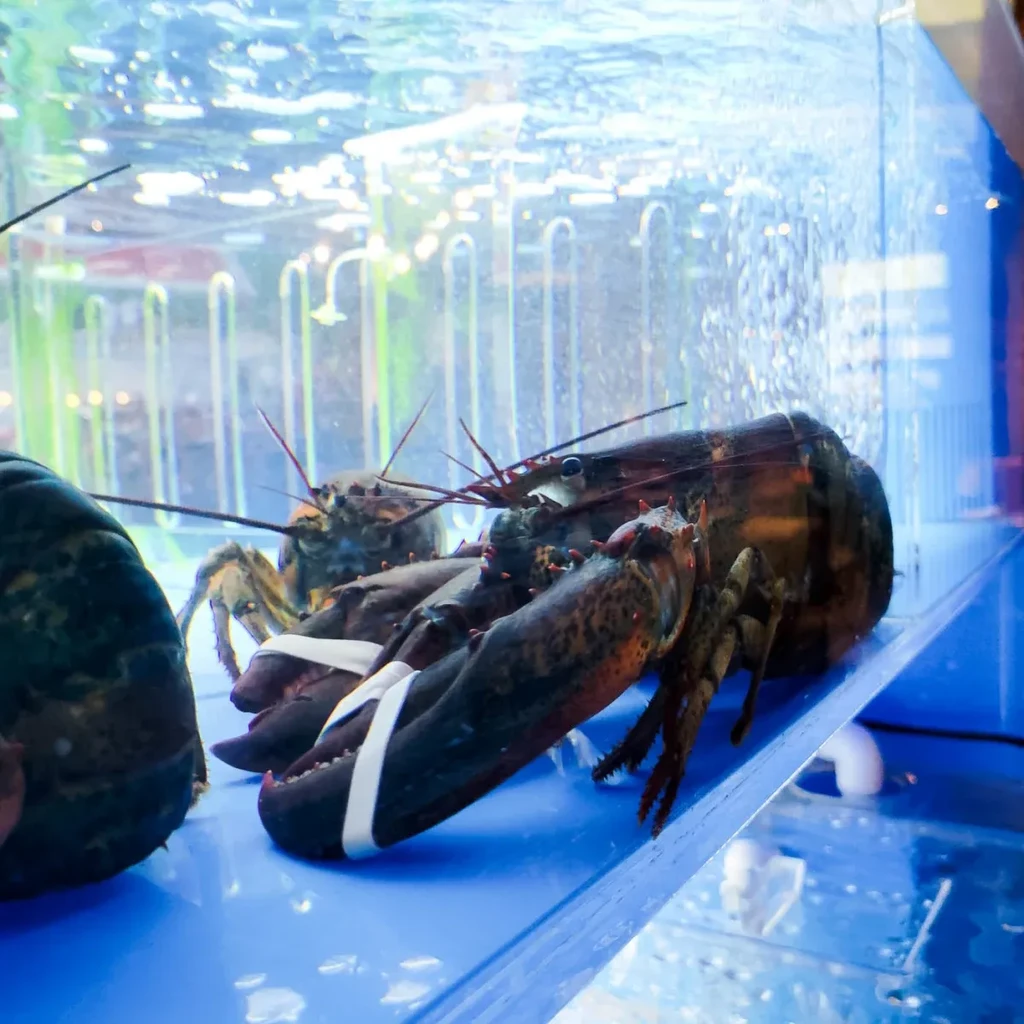 Live lobsters with bound claws in an illuminated blue seafood tank.
