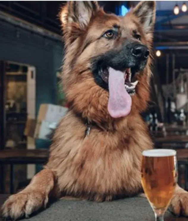 German Shepherd behind bar, tongue out, beside amber liquid.