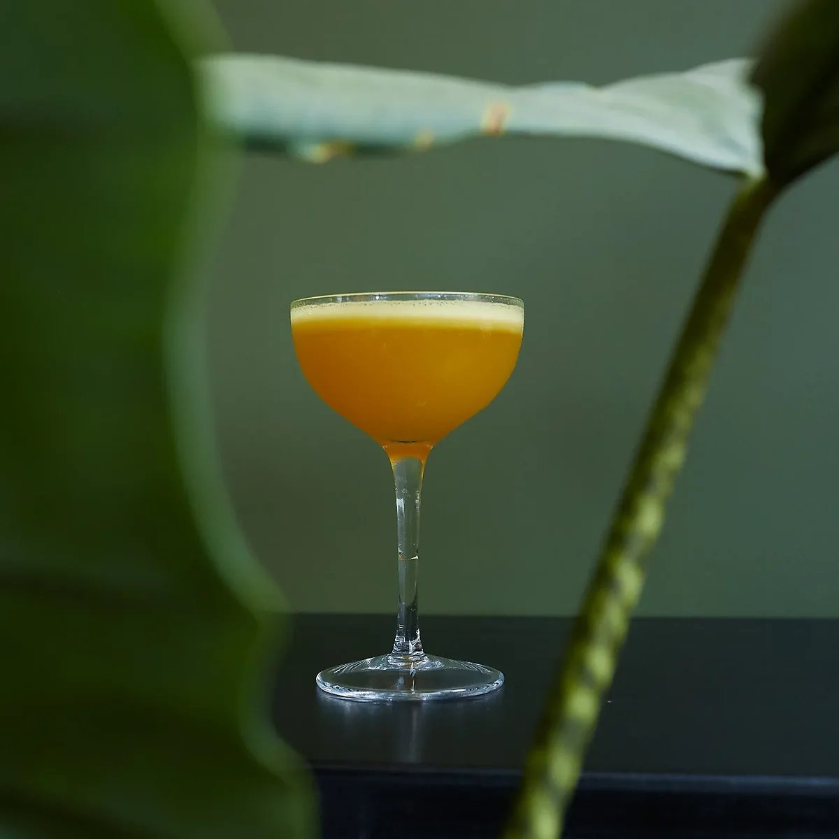 Orange cocktail in coupe glass beside green plant leaves