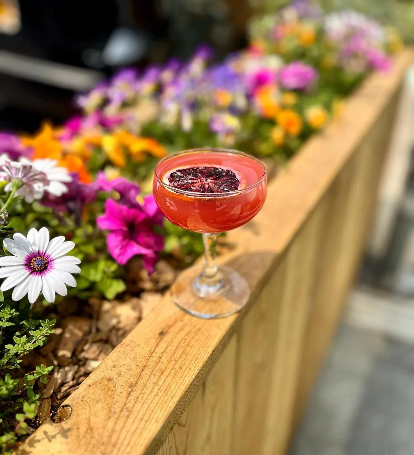 A red cocktail with a blood orange slice in a wooden planter with colorful flowers.