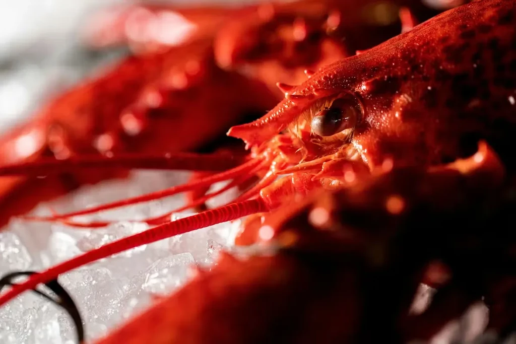 Close-up of a vibrant red raw lobster head and carapace on ice.