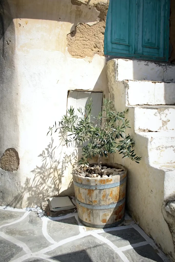 Rustic scene with olive tree, white wall, stone steps, turquoise door.