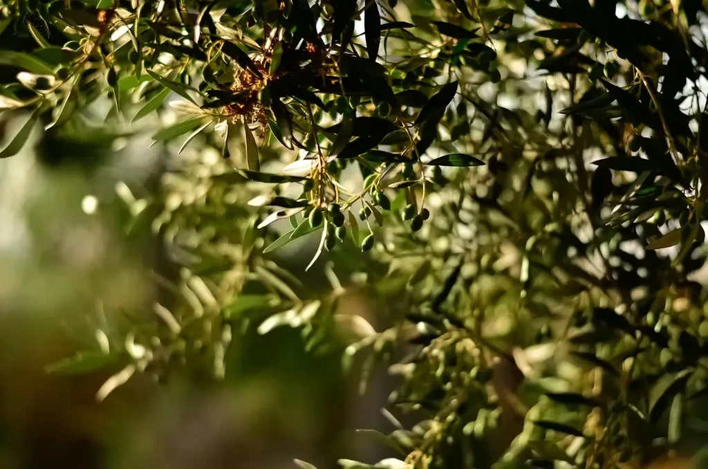 Green olives and leaves on an olive tree branch in dappled sunlight.