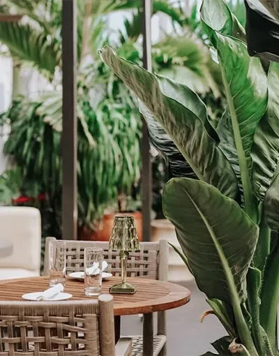 Restaurant table set for two, tropical plant, rattan chairs.