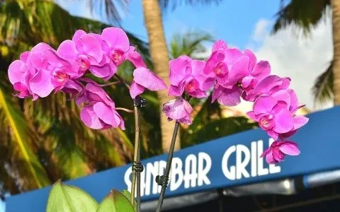 Fuchsia orchids, palm trees, and "Sand Bar Grill" awning.