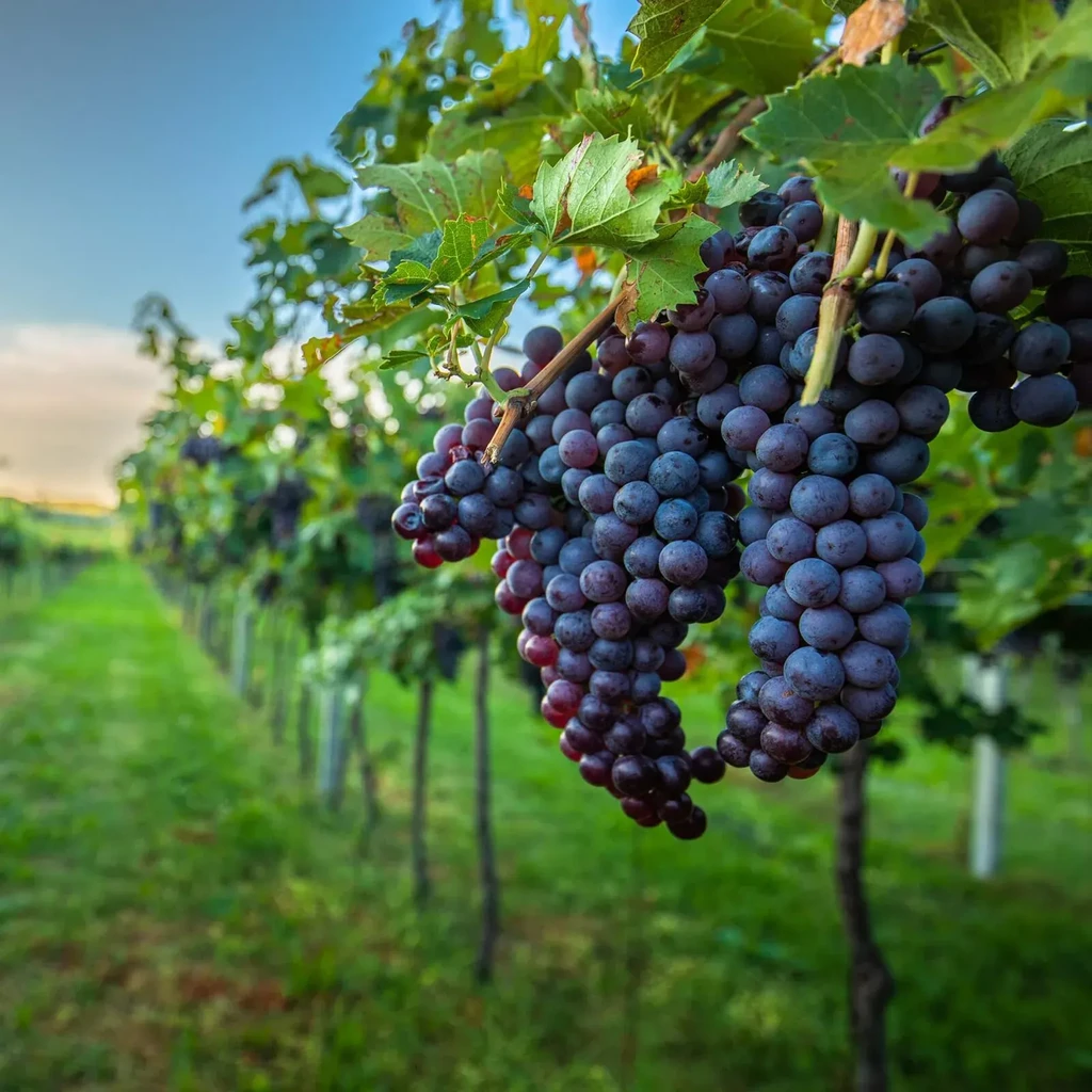Close-up of ripe dark purple grapes on a vine in a vineyard.