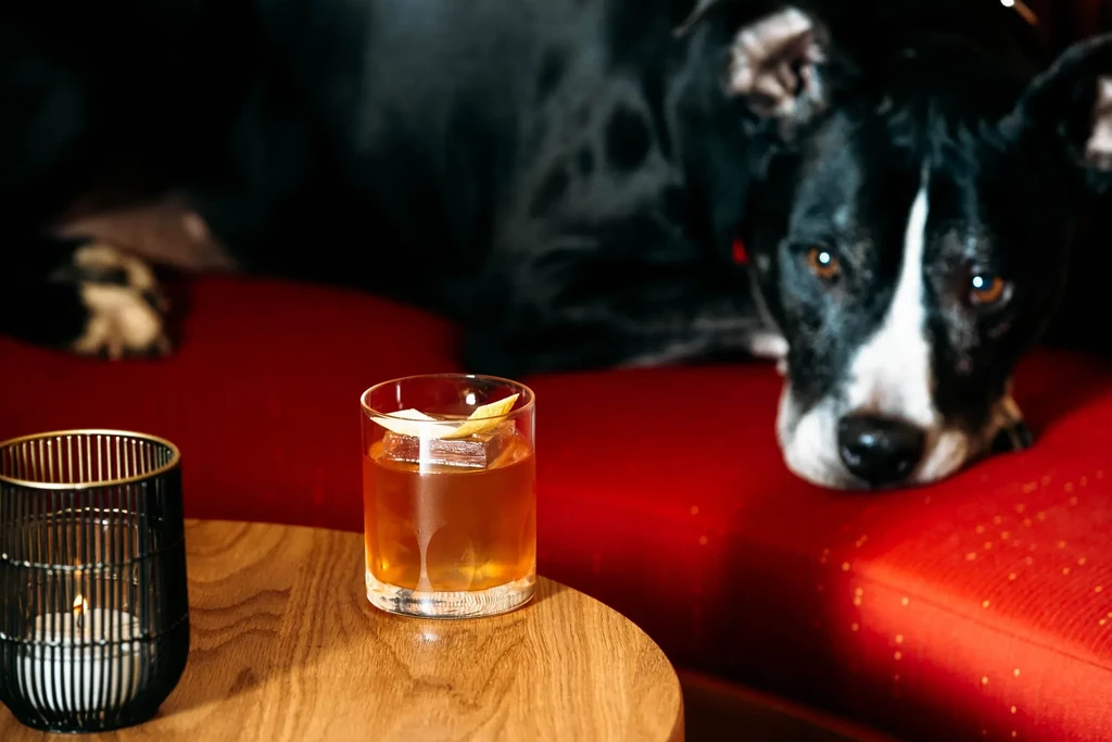A black and white dog rests behind a cocktail on a red couch.