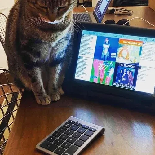 A cat sits on a table next to a screen displaying music album covers.