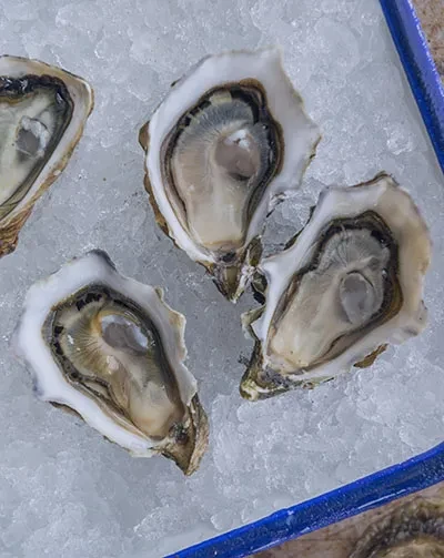 Freshly shucked oysters on a bed of crushed ice.