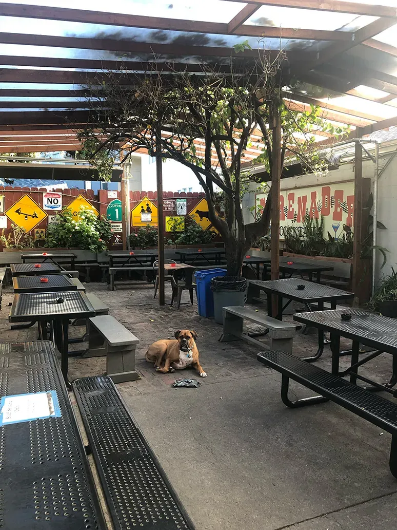 Outdoor patio with picnic tables, a tree, and a boxer dog.