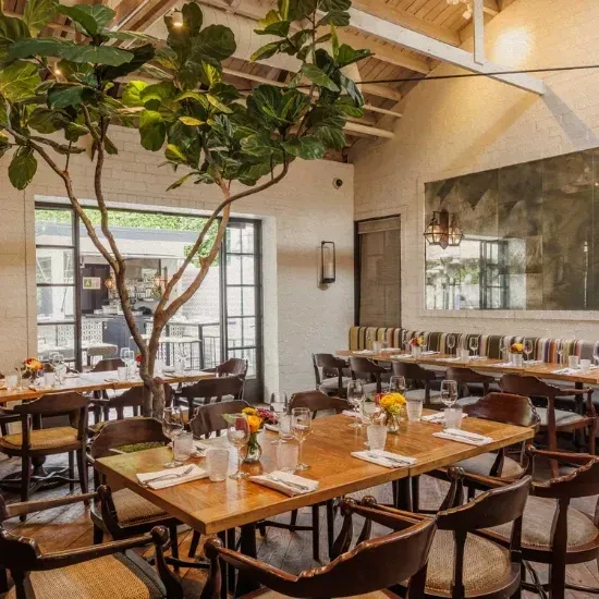 Rustic elegant restaurant dining room with a prominent fiddle-leaf fig tree.
