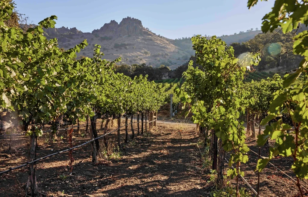 Vineyard rows stretch towards rocky mountains under golden light.