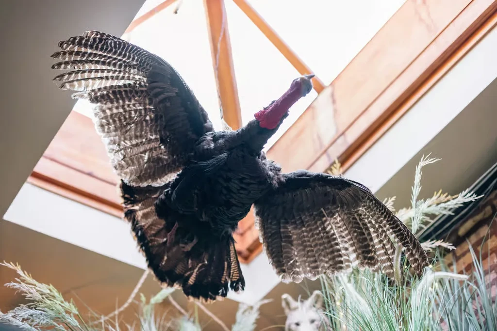 Taxidermied wild turkey in flight, displayed indoors with natural light.