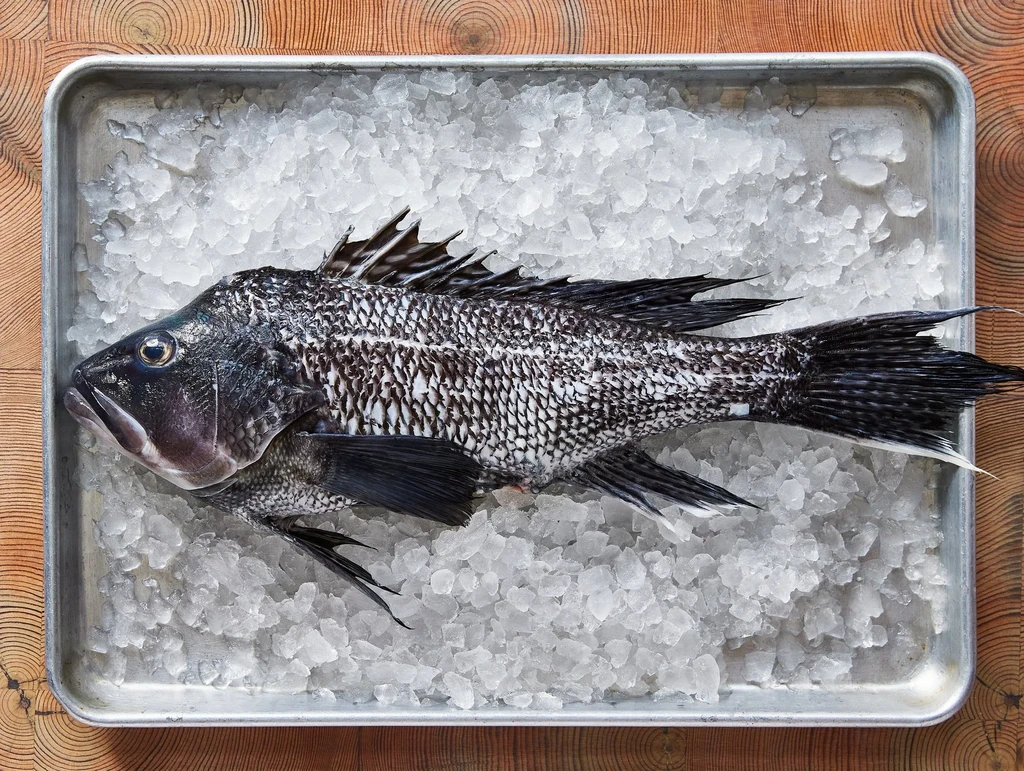 Whole raw black sea bass on crushed ice in a metal tray.