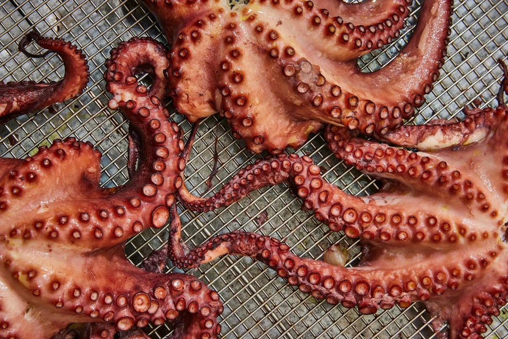 Cooked octopus tentacles with suckers resting on a metal cooling rack.