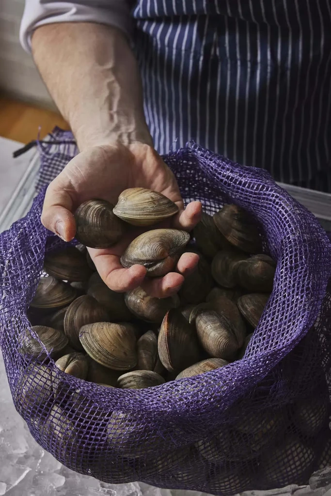 A chef's hands hold fresh clams from a bag on ice.