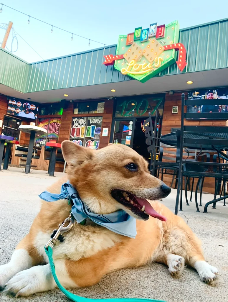 Corgi-mix dog with blue bandana rests outside 'Lucky Lois' restaurant.