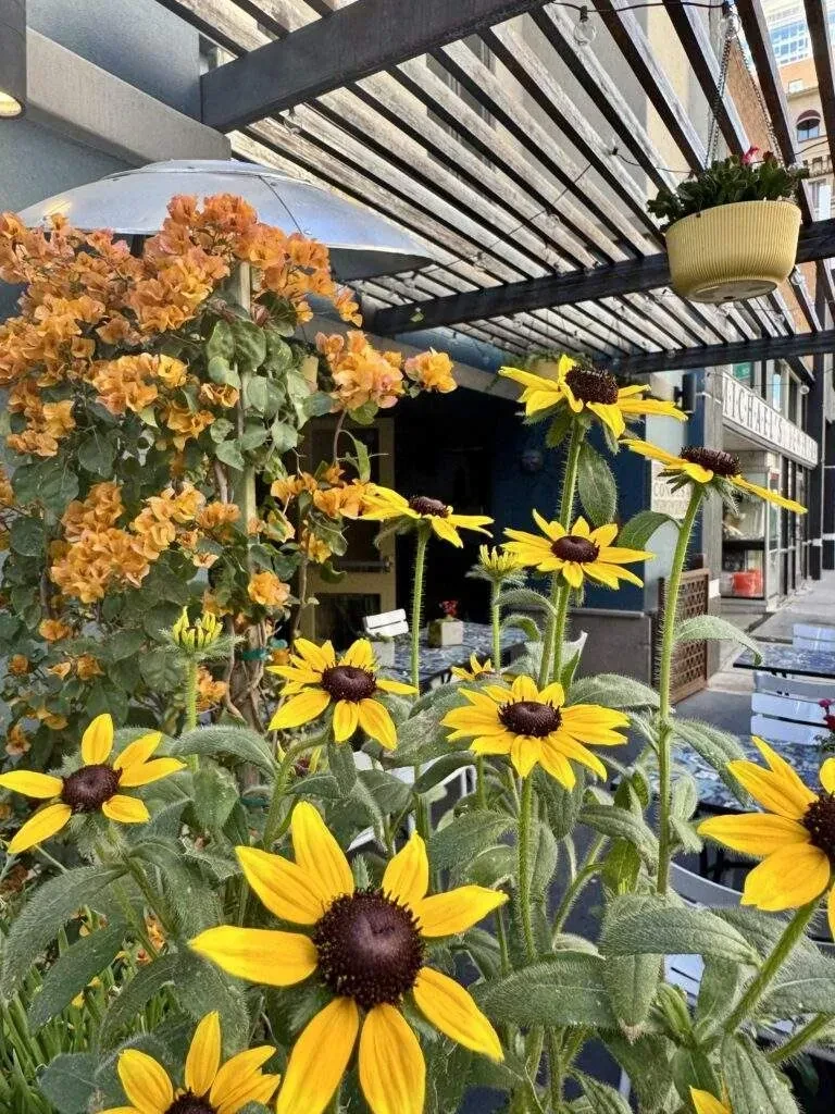 Yellow and orange flowers with an outdoor restaurant patio and wooden trellis.