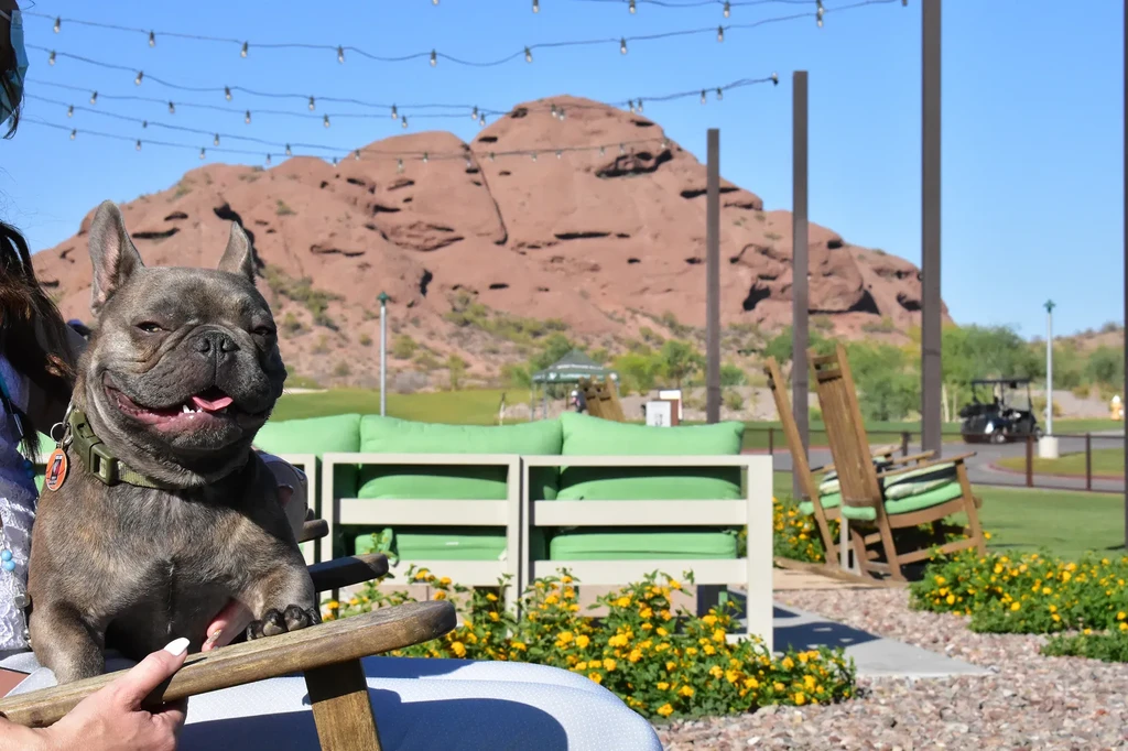 Panting French Bulldog on a lap at a mountain resort.