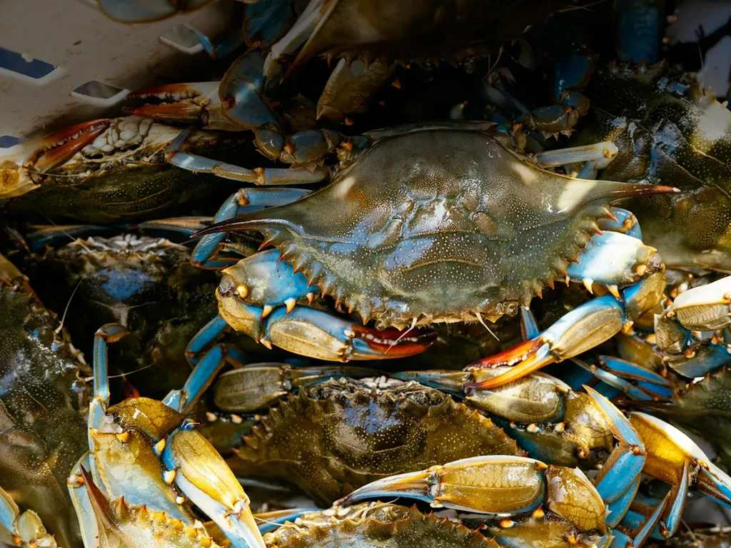 Close-up of live blue crabs piled, displaying vibrant blue and green.