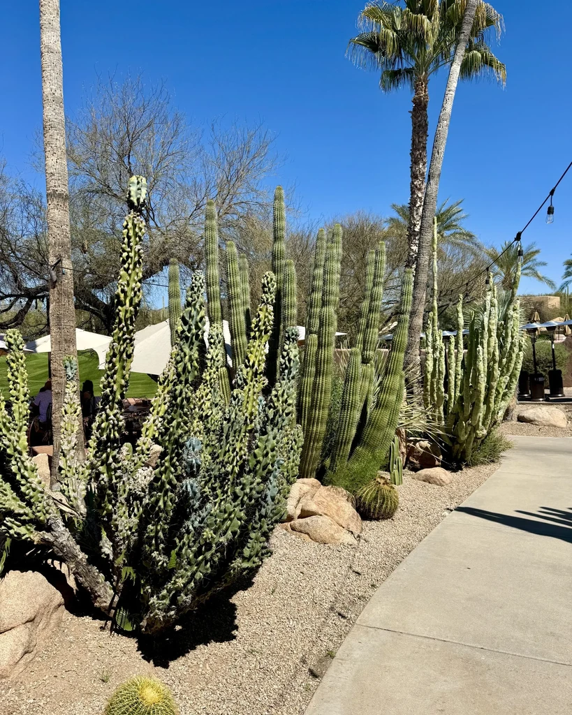 Sunny outdoor scene with dense cacti, palm trees, and concrete path.
