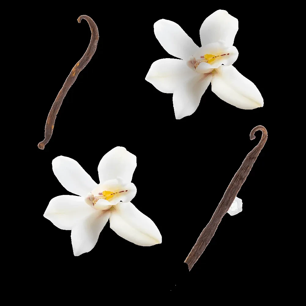 Two dried vanilla beans and two white vanilla orchid blossoms on black.