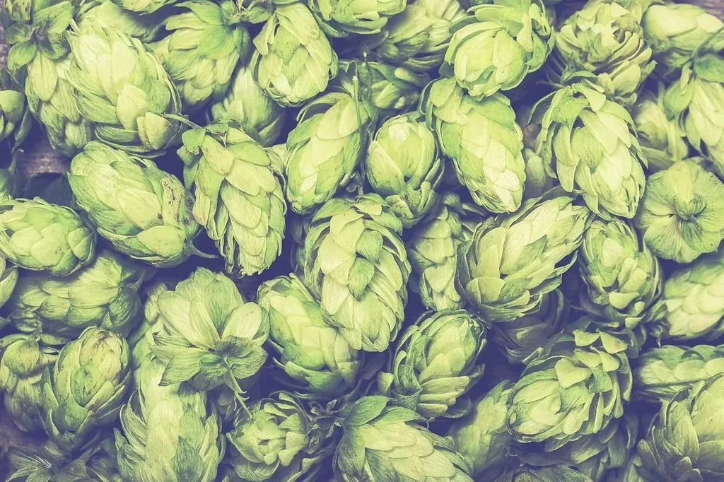 Densely packed vibrant green hop cones fill the frame.