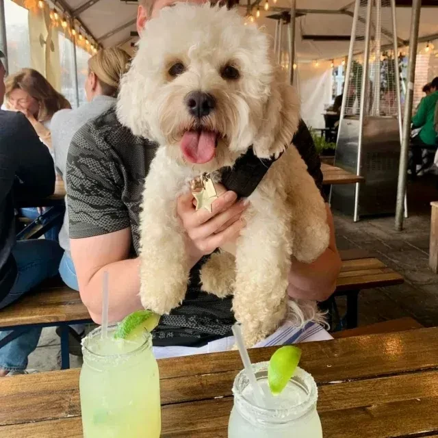 Happy fluffy white dog on a restaurant patio with margaritas.