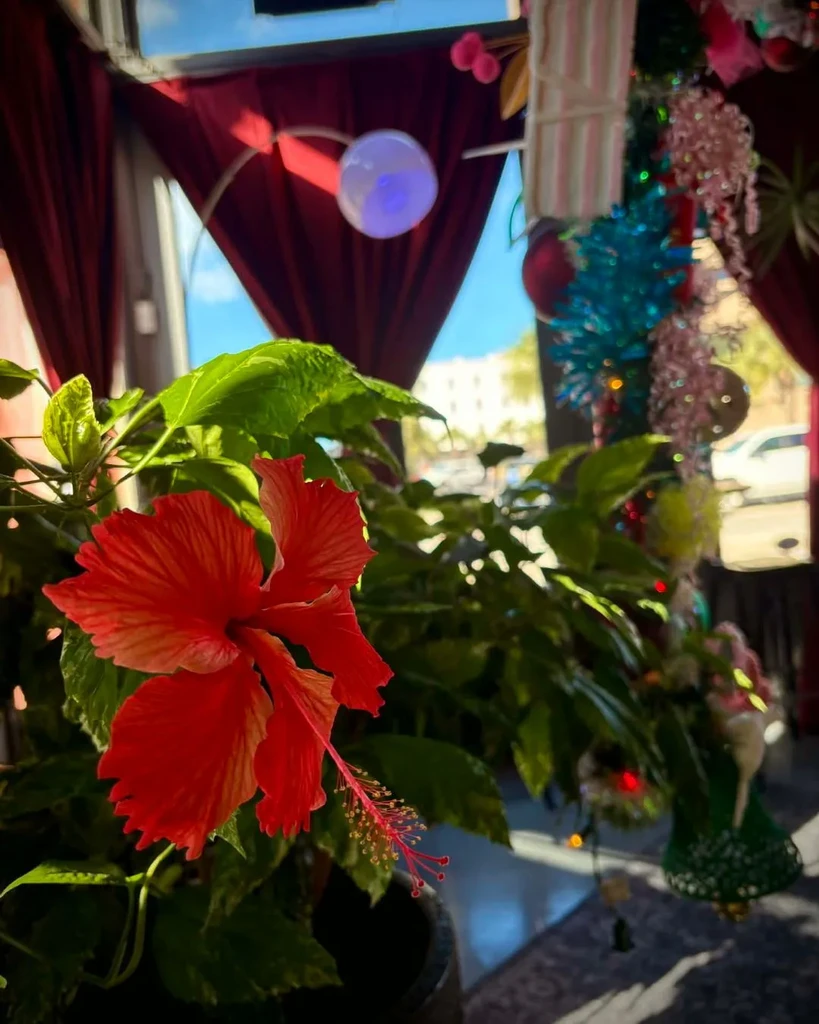 Red hibiscus flower in focus, blurred restaurant with festive decorations.