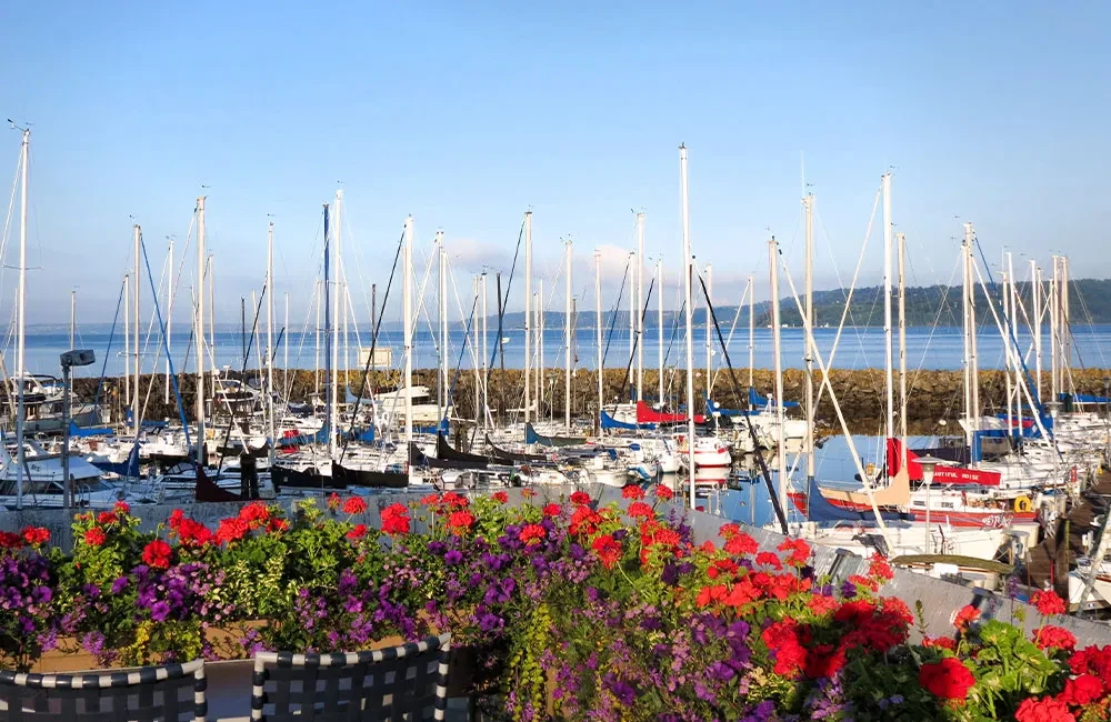 Colorful flowers in foreground, overlooking a marina filled with sailboats.