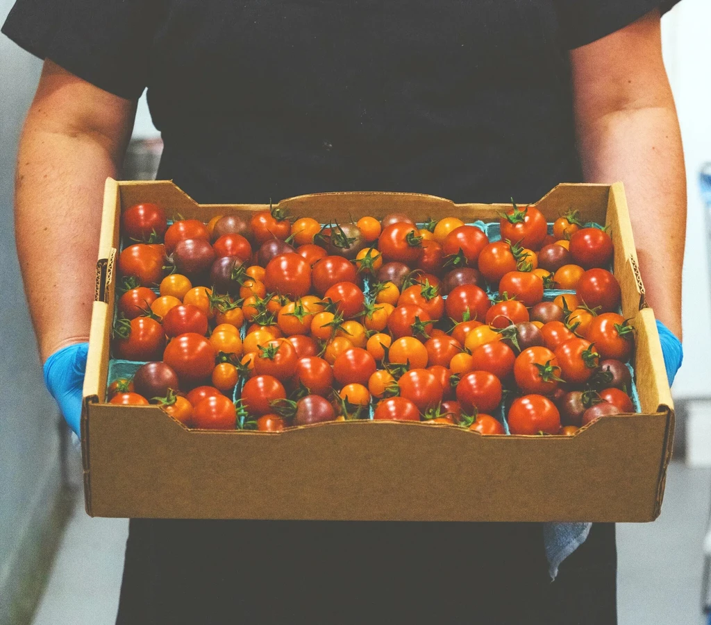 Person holds a large box overflowing with fresh, colorful heirloom tomatoes.