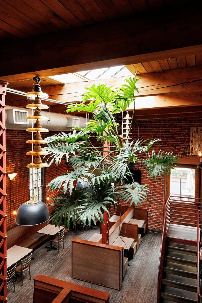 Empty rustic restaurant interior, aerial view, featuring large tropical plant.