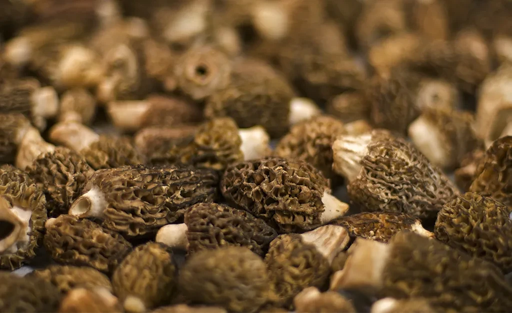 Large quantity of morel mushrooms with distinctive brain-like caps.