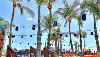 Outdoor restaurant under palm trees with string lanterns and seated guests.