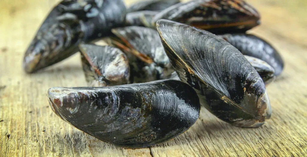 Pile of fresh, uncleaned mussels on a rustic wooden board.