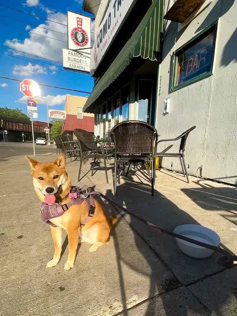 Tan Shiba Inu sits on a sidewalk outside Como Taverna restaurant.