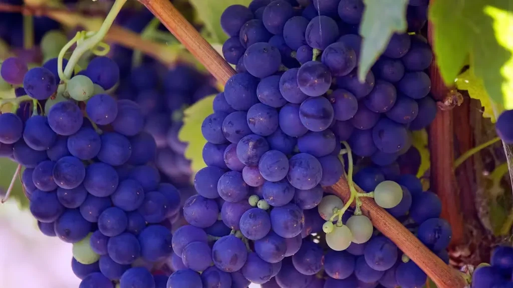 Close-up of ripe dark purple and green grape clusters on a vine.