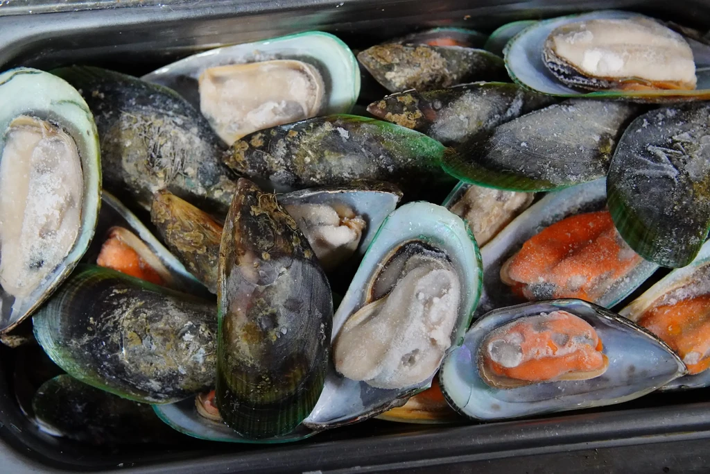 Frozen mussels in a metal tray, some open, showing meat.