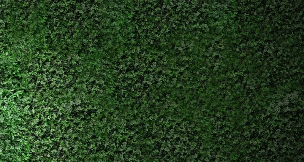 Textured wall of dense green foliage, lit from the left.