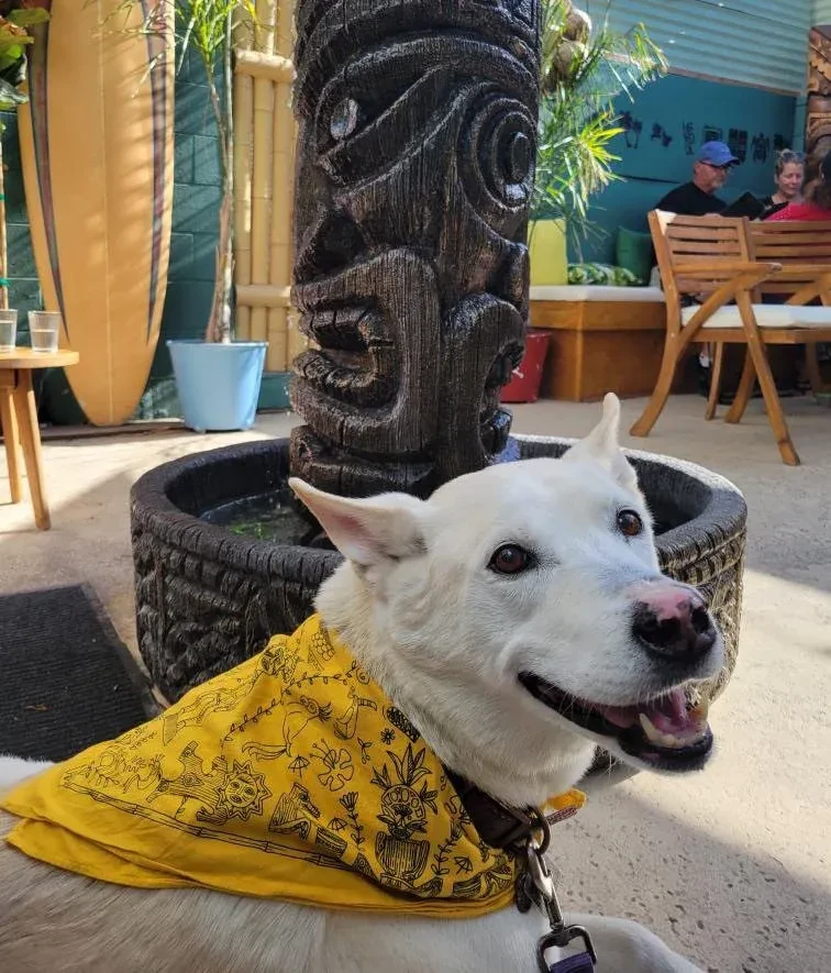 Smiling white dog in yellow bandana in front of a tiki fountain.