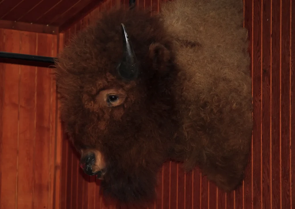 Reddish-brown taxidermied bison head with horns on a wooden wall.