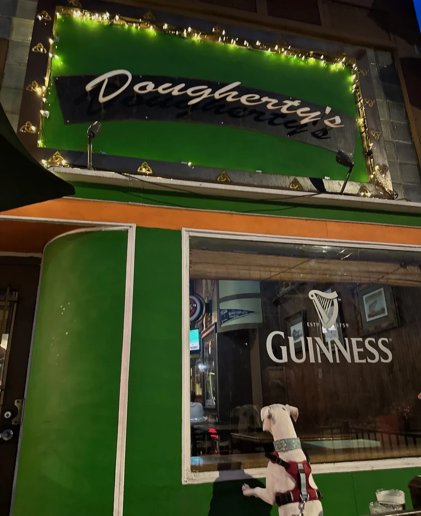 Dog on hind legs looking into a green Guinness pub at night.