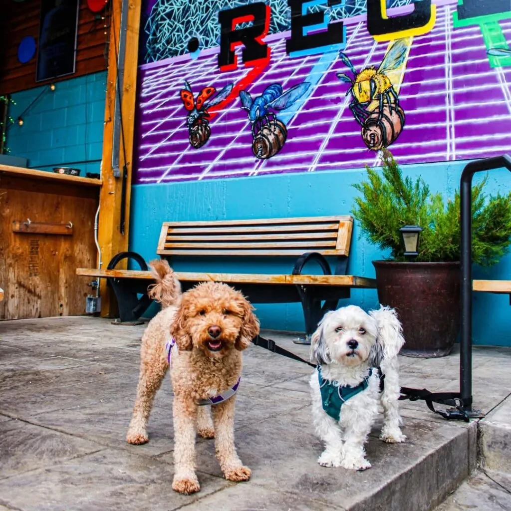 Two leashed dogs on a patio before a colorful retro mural.