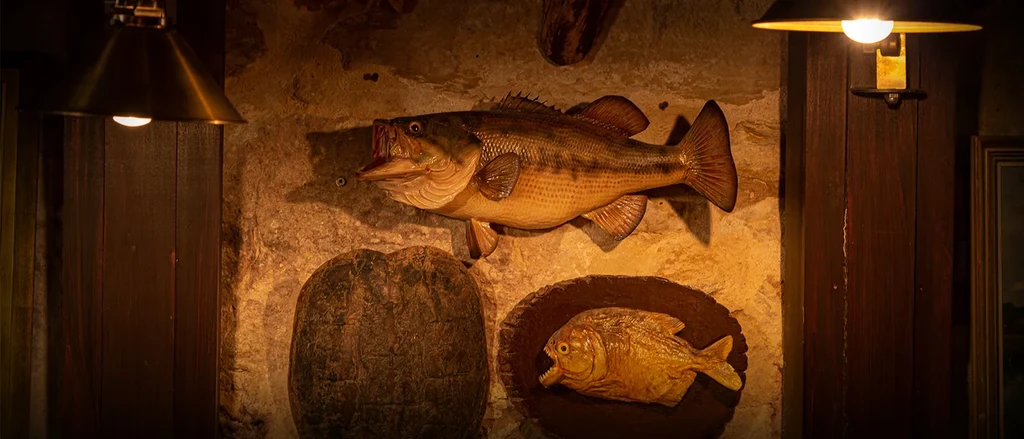 Mounted bass, smaller fish, and turtle shell on a rustic wall.
