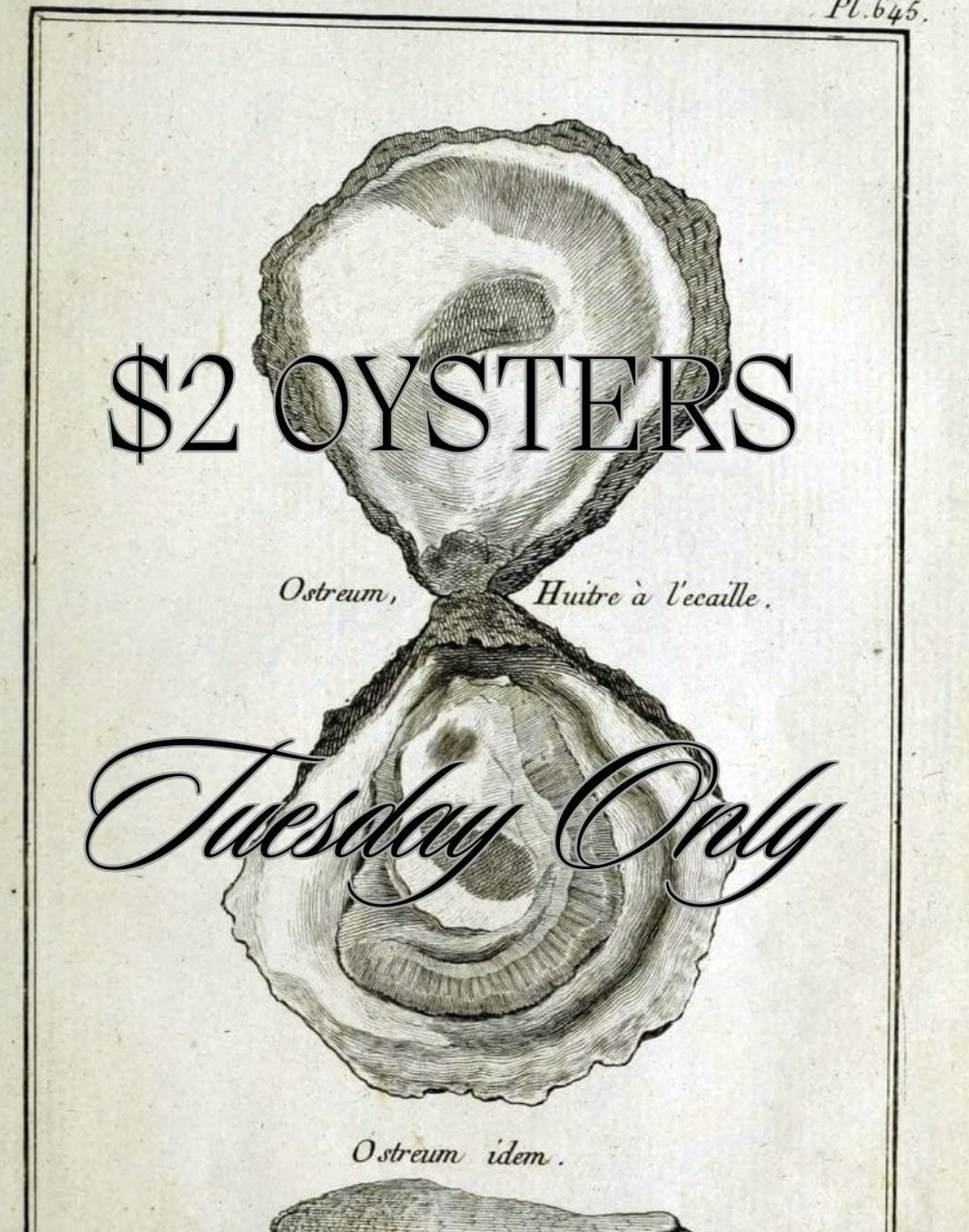 Scientific illustration of oysters with promotional text for $2 OYSTERS Tuesday Only.