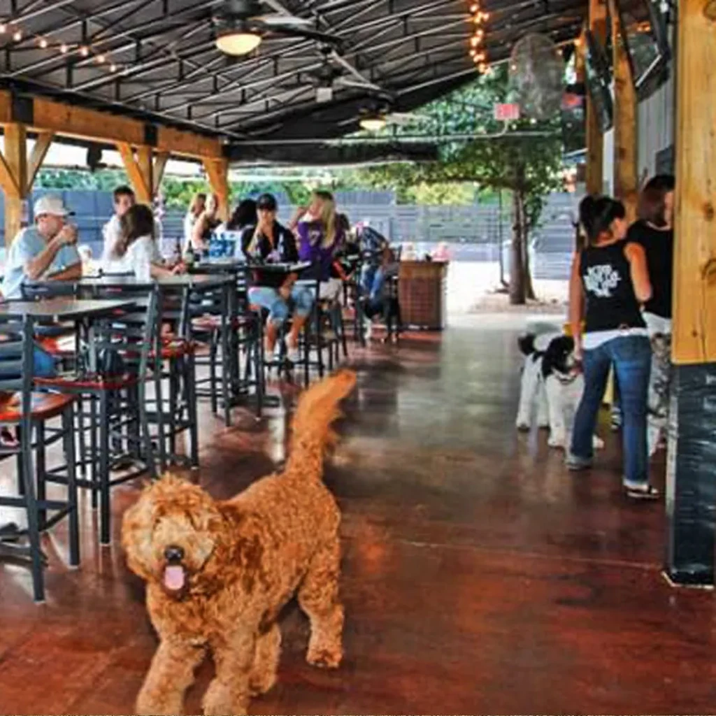 Casual pet-friendly outdoor restaurant patio with people and dogs socializing.