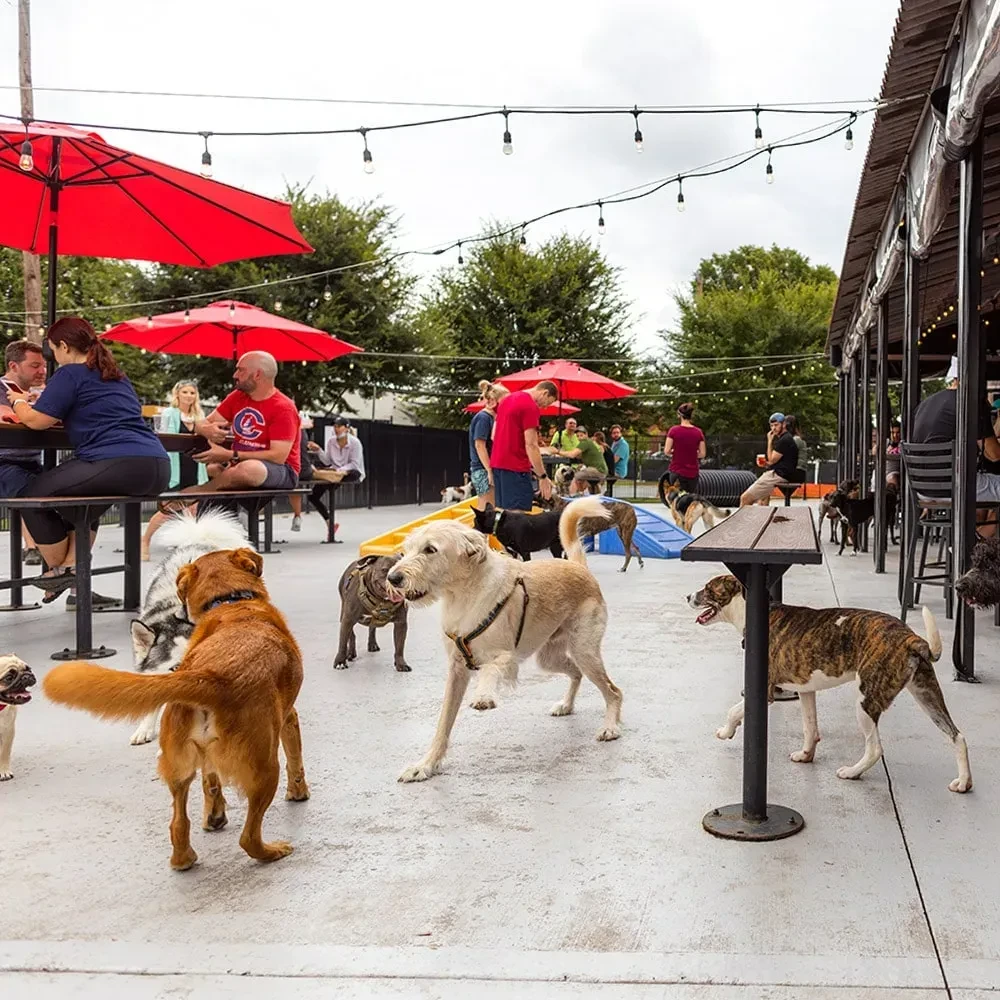 Lively dog-friendly restaurant patio with dogs, people, and play structures.