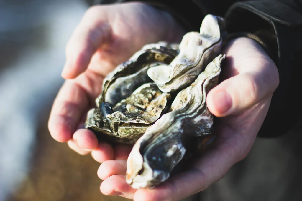 Hands holding raw oysters with rough, textured shells.