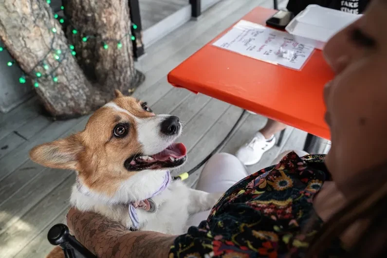 Joyful Corgi with purple collar, being petted in outdoor dining.