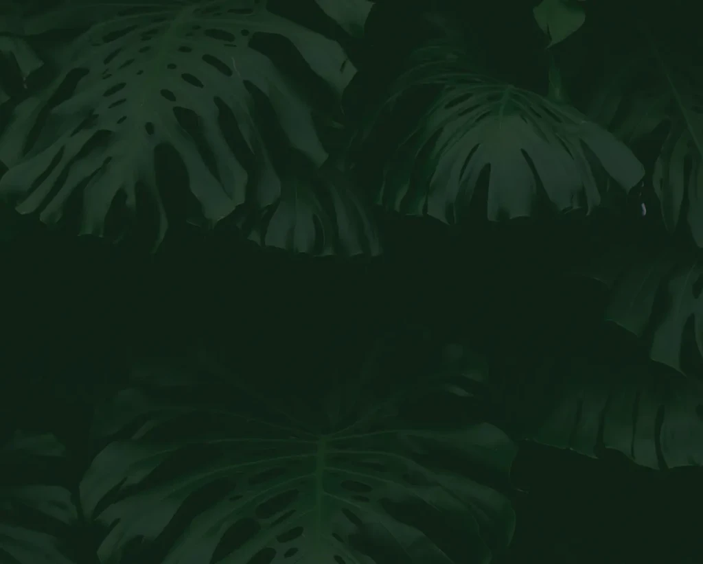 Dense dark green Monstera leaves with deep shadows.